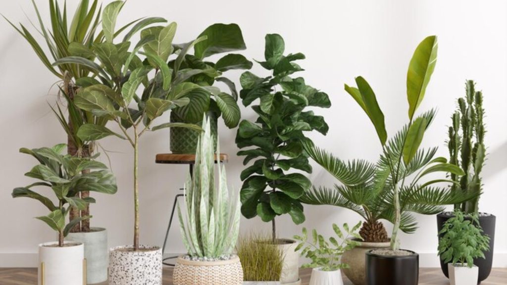 10 Best Plants for Indoor Spaces: A Green Oasis at Home!